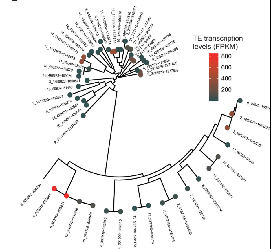 Population-level transposable element expression dynamics influence trait evolution in a fungal crop pathogen