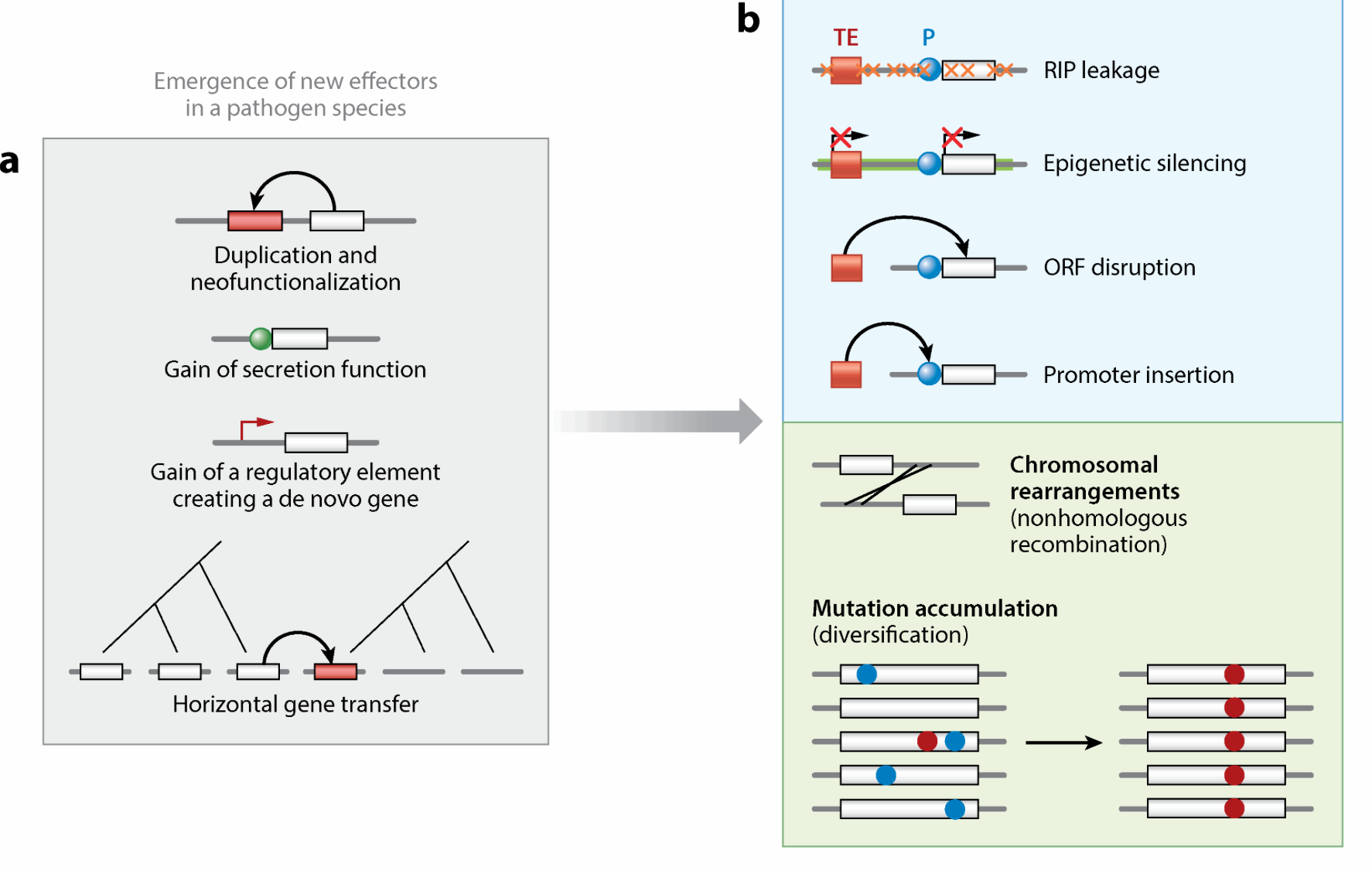 The Genome Biology of Effector Gene Evolution in Filamentous Plant Pathogens