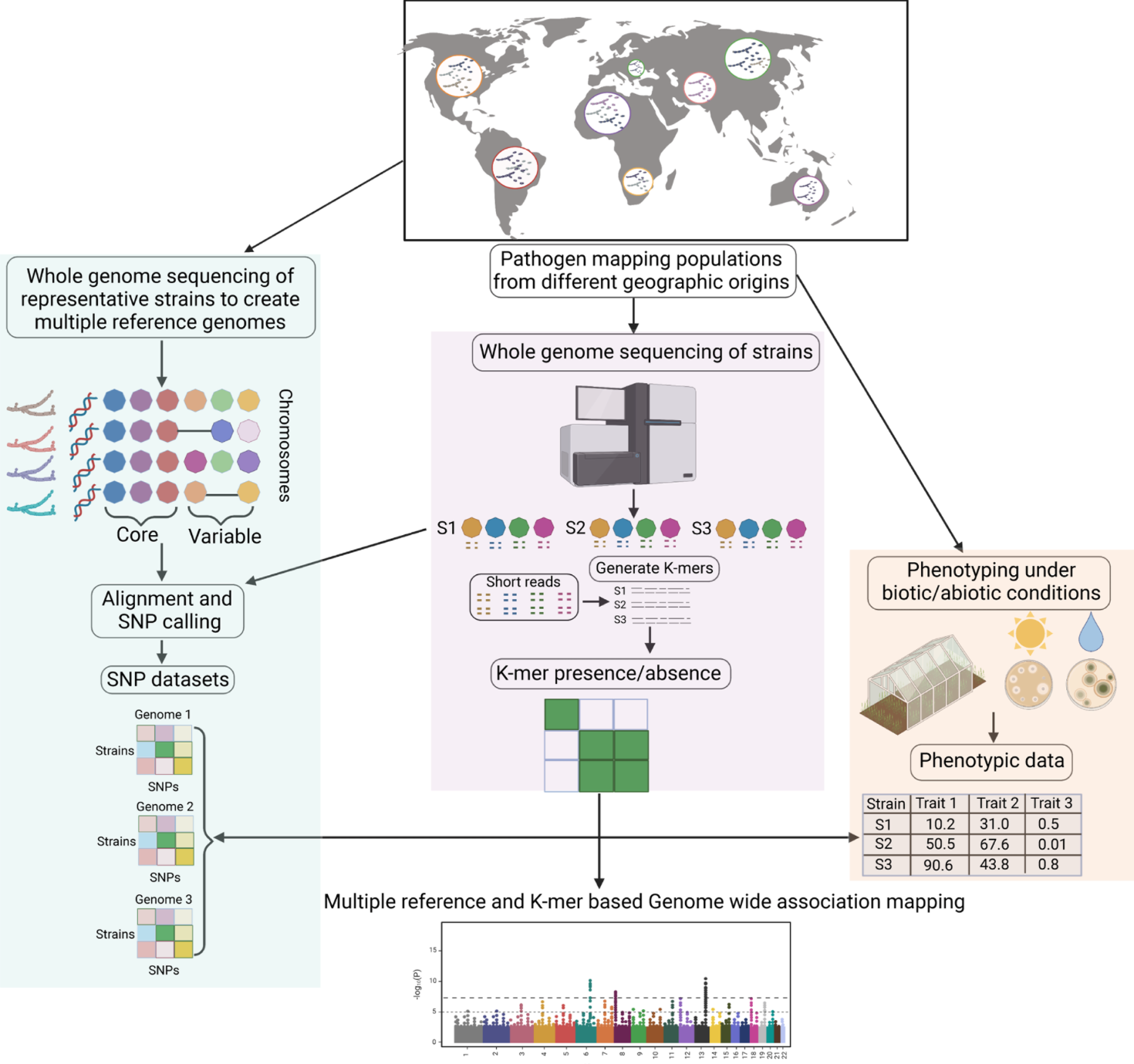 Combined reference-free and multi-reference based GWAS uncover cryptic variation underlying rapid adaptation in a fungal plant pathogen