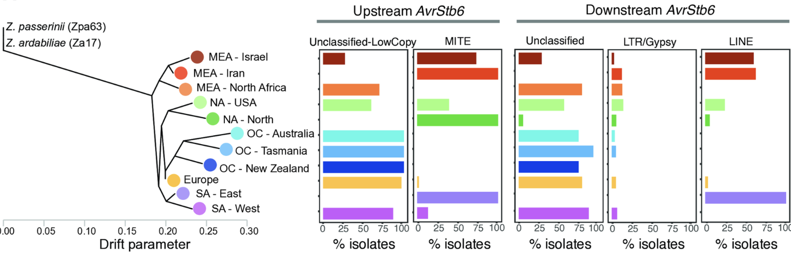 Diversification, loss, and virulence gains of the major effector AvrStb6 during continental spread of the wheat pathogen Zymoseptoria tritici