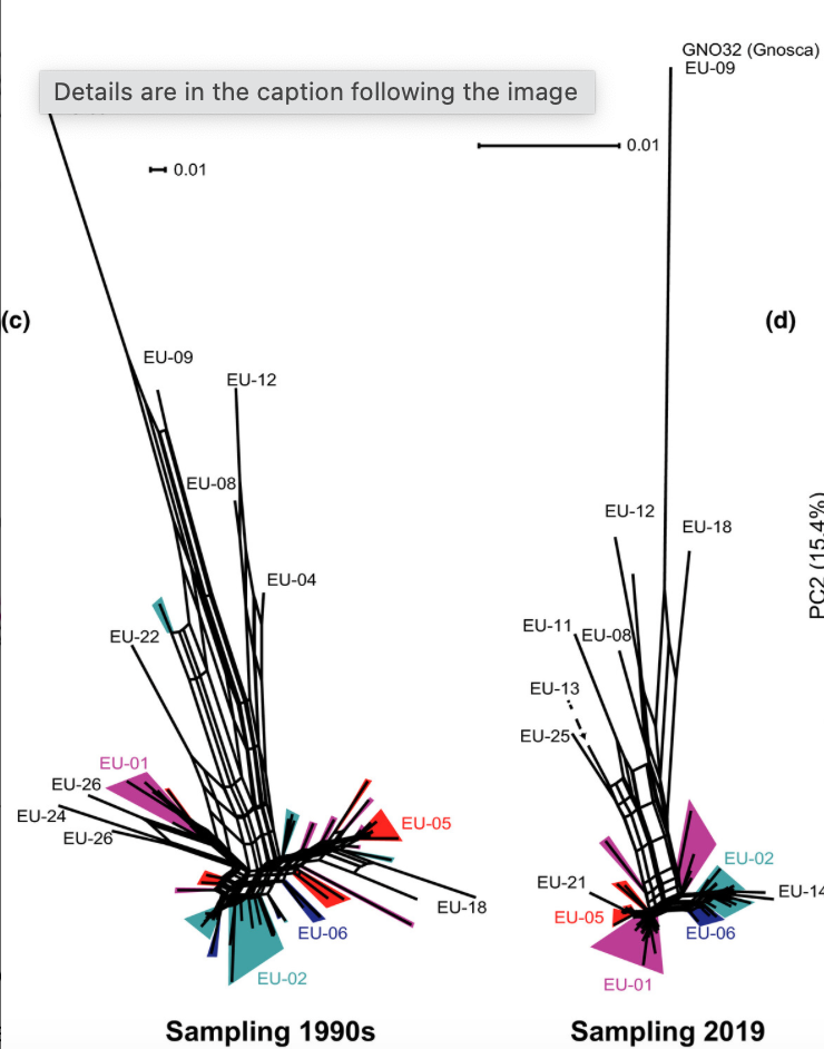 Temporal changes in pathogen diversity in a perennial plant–pathogen–hyperparasite system