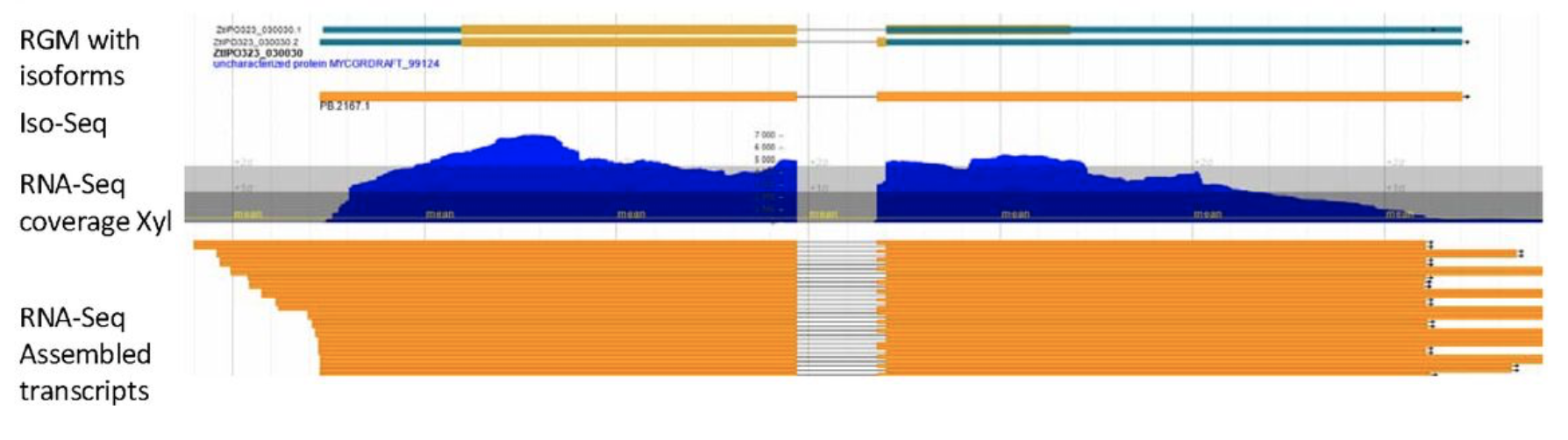 Improved gene annotation of the fungal wheat pathogen<i>Zymoseptoria tritici</i>based on combined Iso-Seq and RNA-Seq evidence
