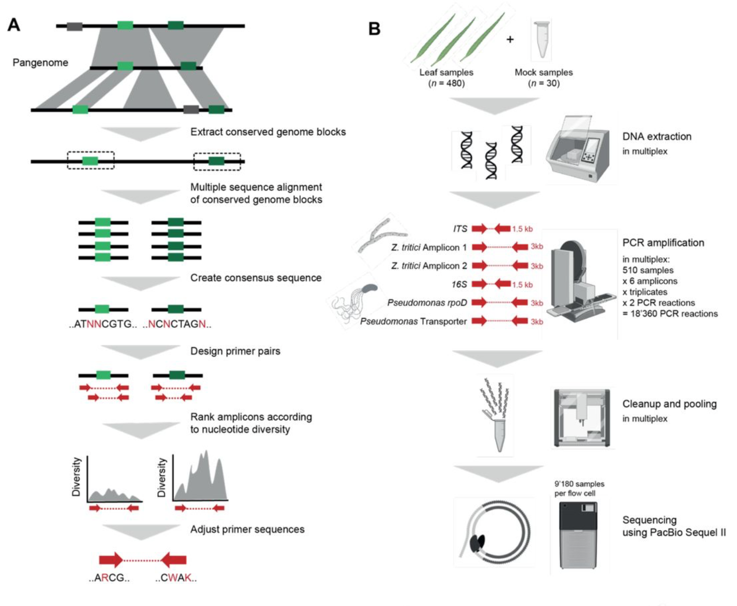 High-resolution profiling of bacterial and fungal communities using pangenome-informed taxon-specific long-read amplicons