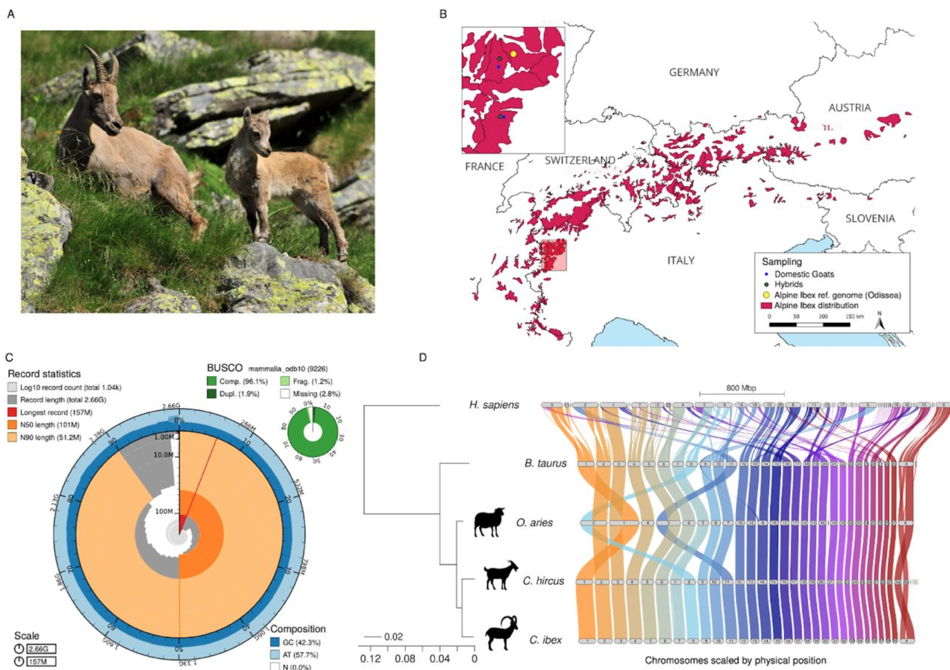 Hybridization load introduced by Alpine ibex hybrid swarms
