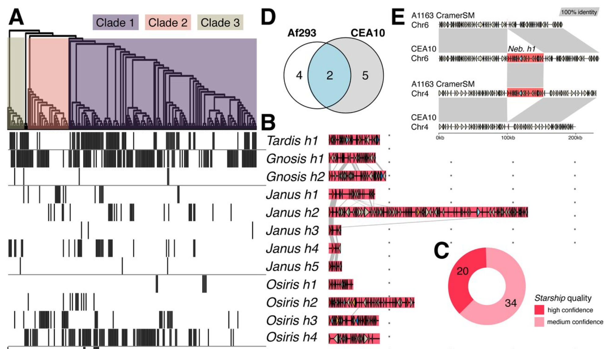 Giant transposons promote strain heterogeneity in a major fungal pathogen
