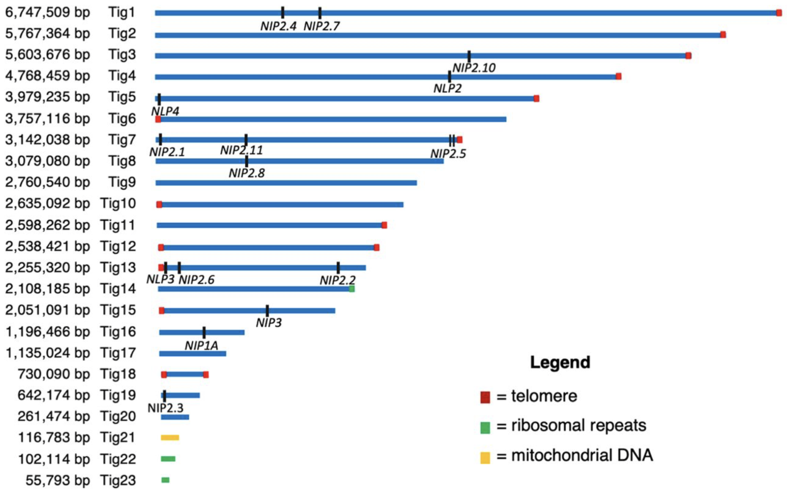 Revisiting the Evolution and Function of NIP2 Paralogues in the <i>Rhynchosporium</i> Spp. Complex