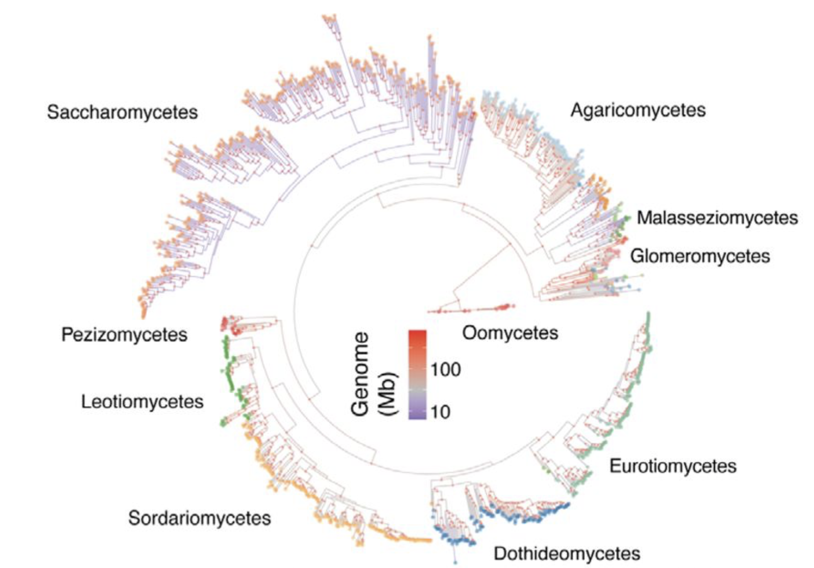 Phylogenomic signatures of repeat-induced point mutations across the fungal kingdom