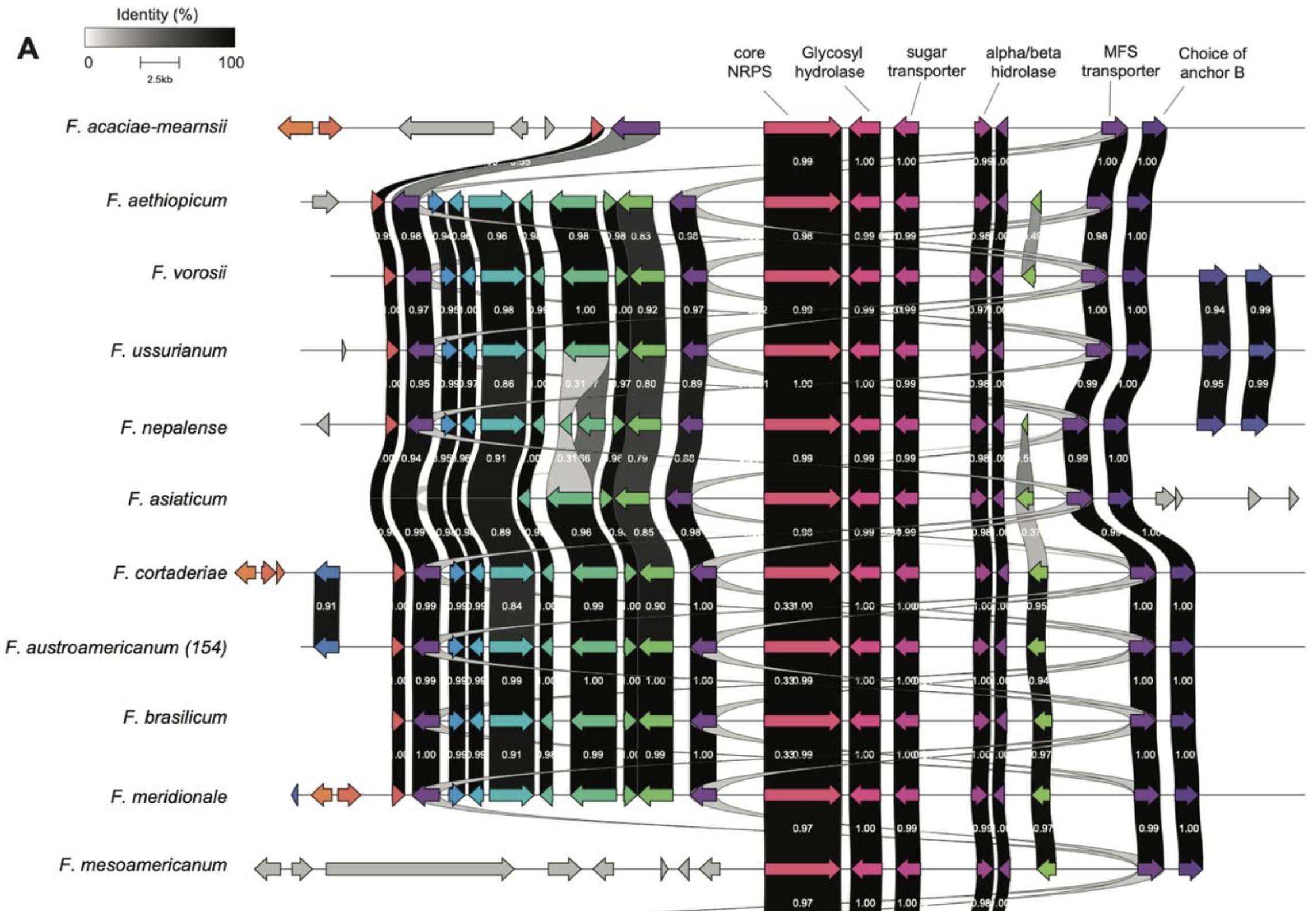 Wheat infection by <i>Fusarium graminearum</i> species complex members is facilitated by a transcriptionally conserved non-ribosomal peptide synthetase gene cluster