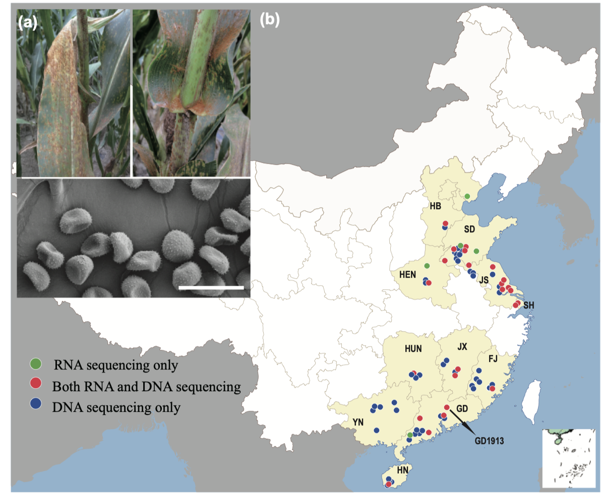 Corn rust population genomics reveals a cryptic virulent group and adaptive effectorome