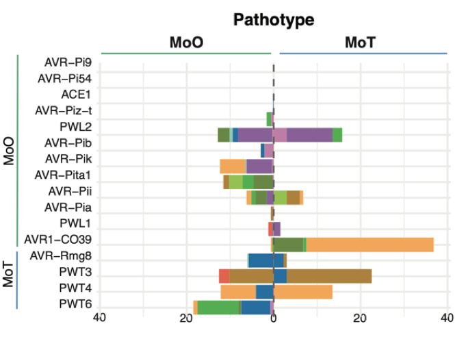 Transposable elements create distinct genomic niches for effector evolution among <i>Magnaporthe oryzae</i> lineages