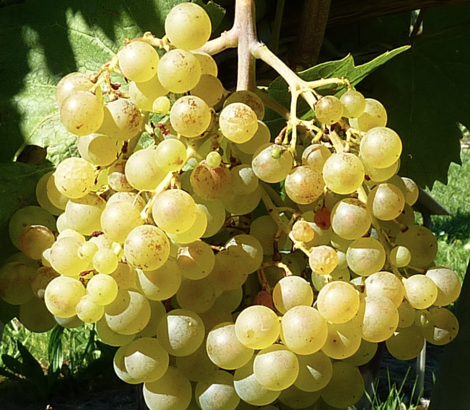 Le Blanchier: redécouverte d’un ancien cépage dans le vignoble valaisan