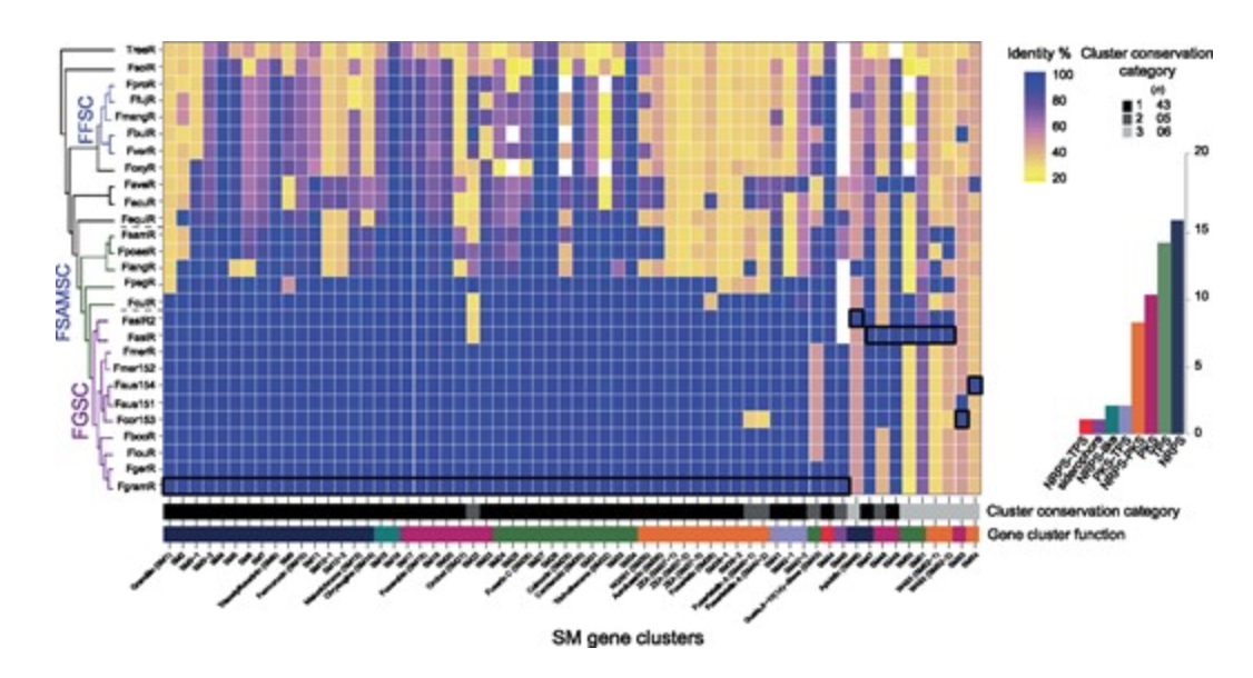Complex Evolutionary Origins of Specialized Metabolite Gene Cluster Diversity among the Plant Pathogenic Fungi of the Fusarium graminearum Species Complex
