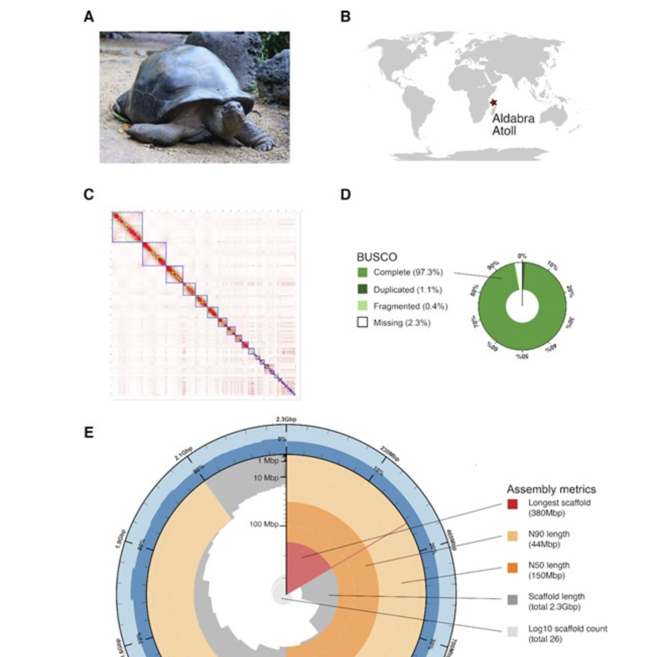 Chromosome-level genome assembly for the Aldabra giant tortoise enables insights into the genetic health of a threatened population