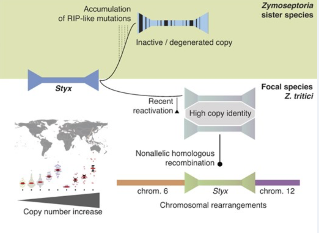 Recent reactivation of a pathogenicity-associated transposable element is associated with major chromosomal rearrangements in a fungal wheat pathogen