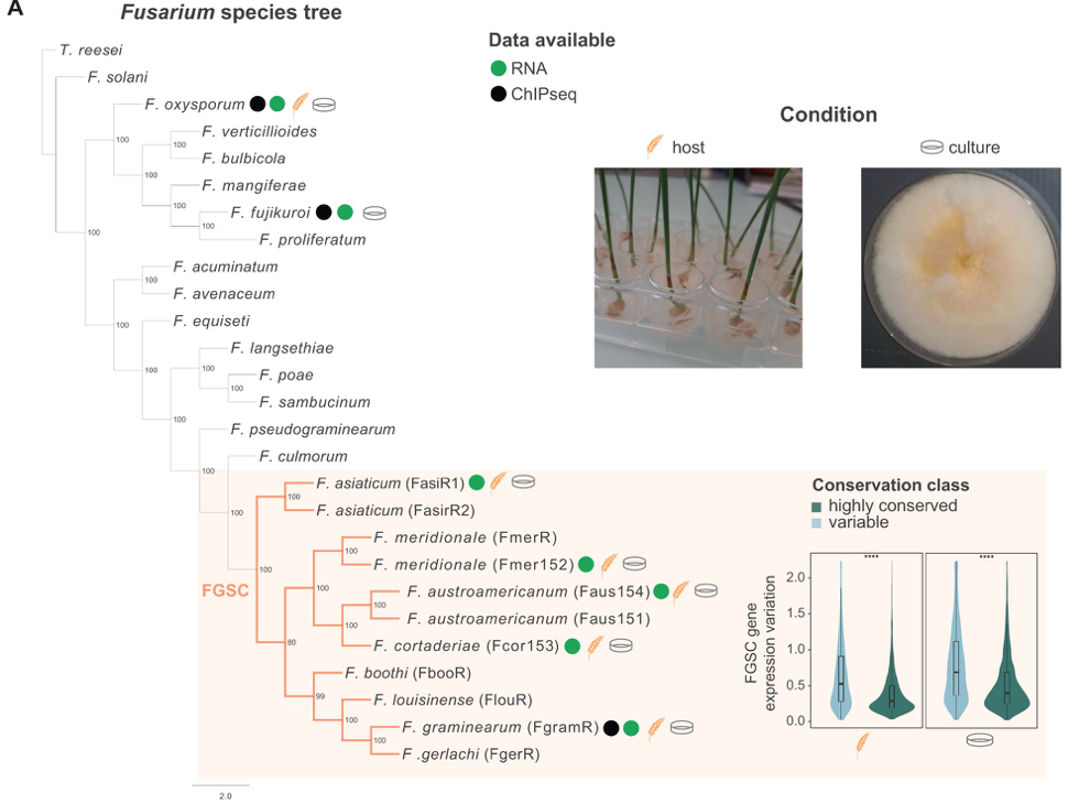 Histone H3K27 Methylation Perturbs Transcriptional Robustness and Underpins Dispensability of Highly Conserved Genes in Fungi