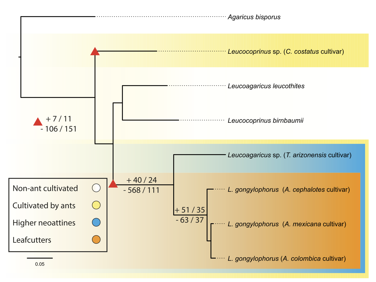 Genomic Signatures of Domestication in a Fungus Obligately Farmed by Leafcutter Ants