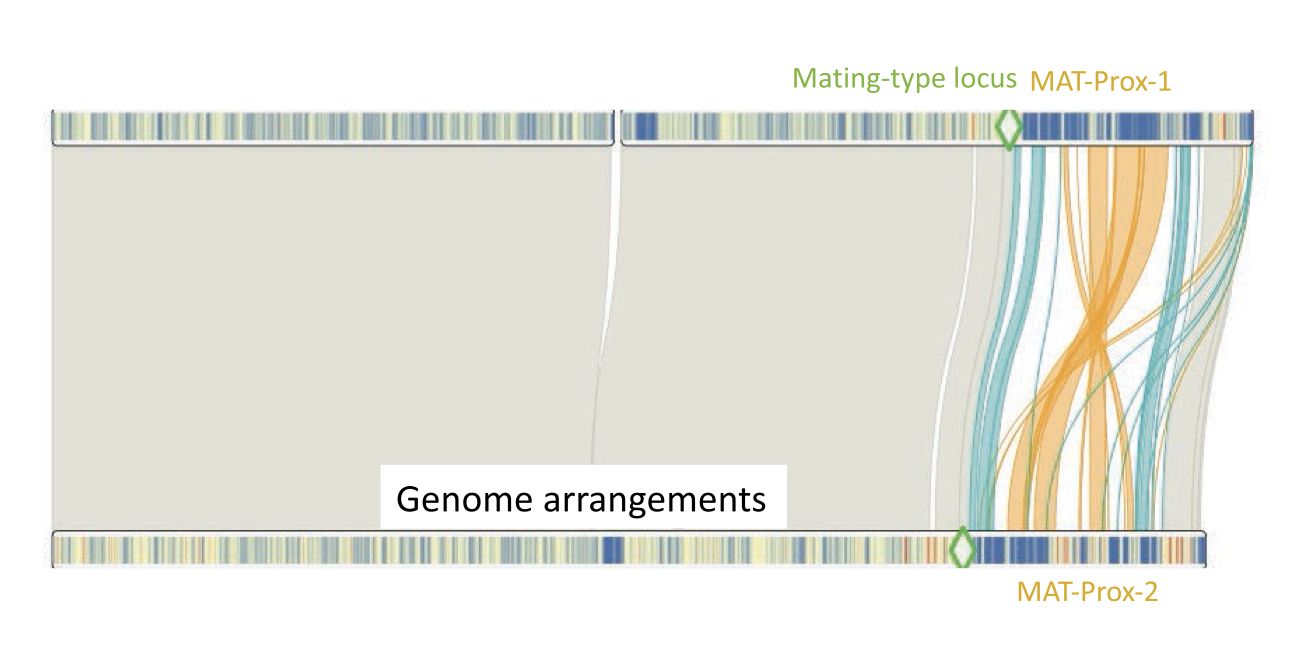 An Inversion Polymorphism Under Balancing Selection, Involving Giant Mobile Elements, in an Invasive Fungal Pathogen