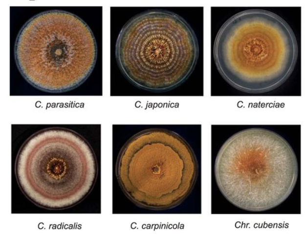Comparative Genomics Analyses of Lifestyle Transitions at the Origin of an Invasive Fungal Pathogen in the Genus<i>Cryphonectria</i>