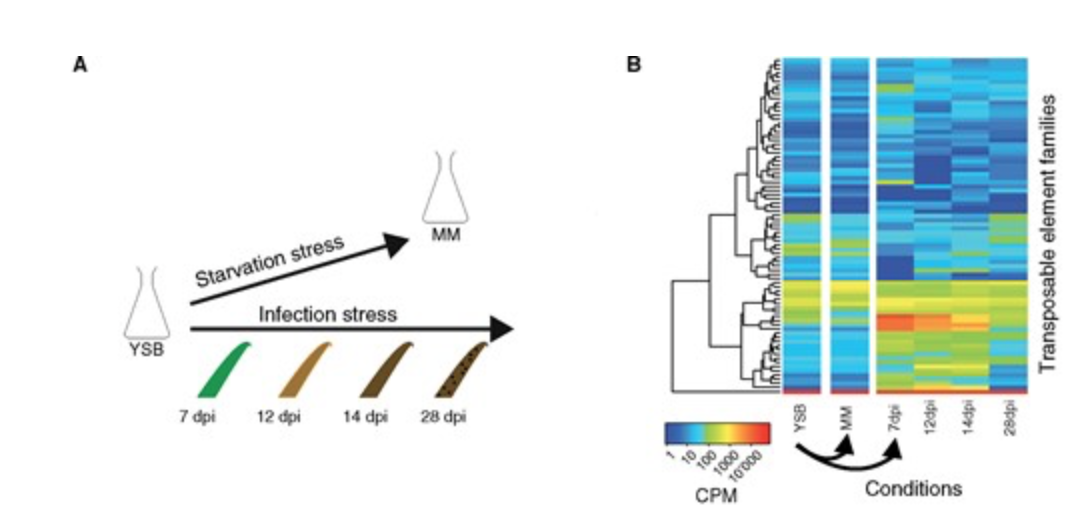 Stress-Driven Transposable Element De-repression Dynamics and Virulence Evolution in a Fungal Pathogen