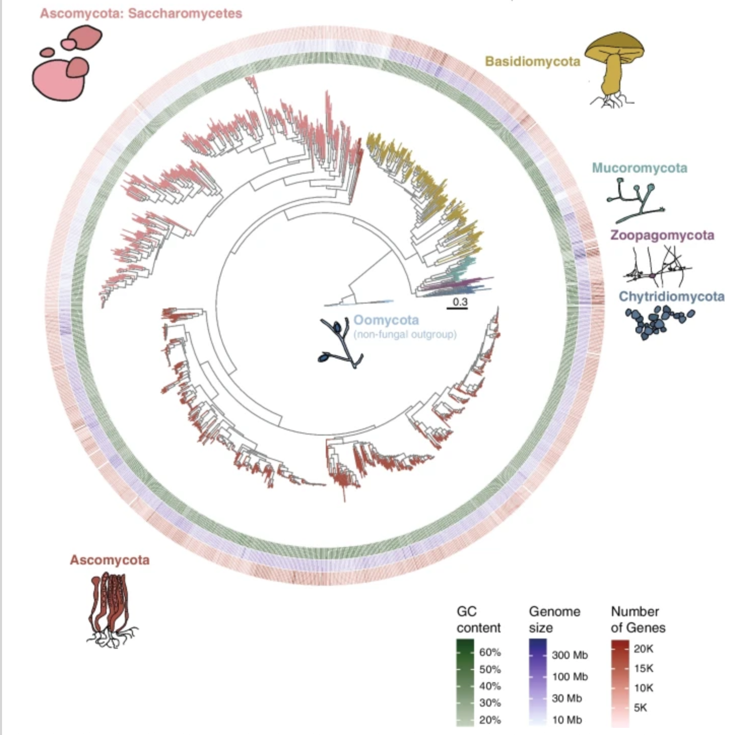A systematic screen for co-option of transposable elements across the fungal kingdom